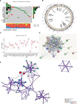 m6A Regulator-Based Methylation Modification Patterns Characterized by Distinct Tumor Microenvironment Immune Profiles in Rectal Cancer